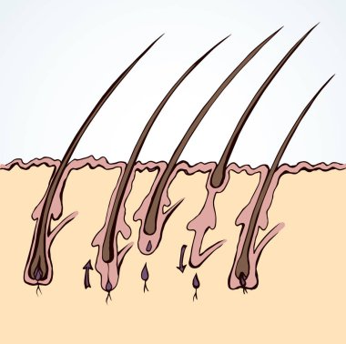 Saç büyüme taslağı. Vektör çizimi