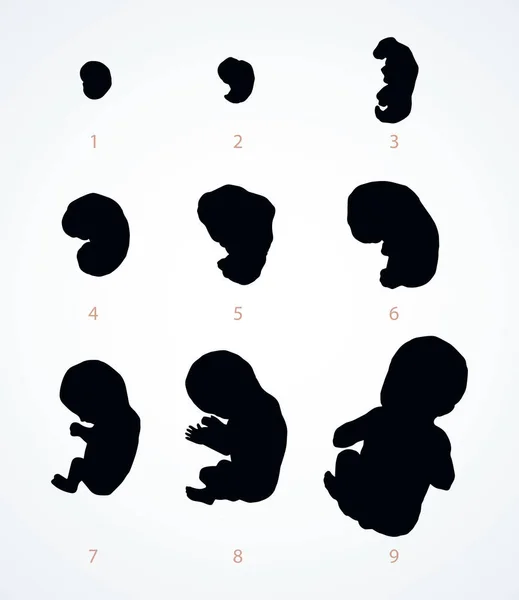 The development of the fetus of the child. Vector drawing — Stock Vector