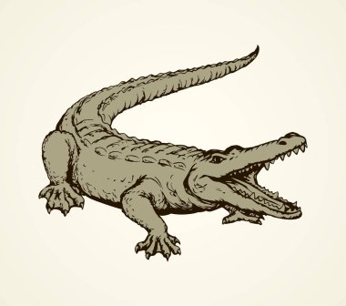 Crocodile. Vector drawing vector Crocodile. Vector drawing vector