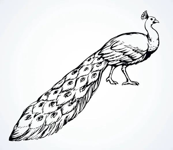 Un hermoso pavo real está de pie en el suelo. Dibujo vectorial — Vector de stock