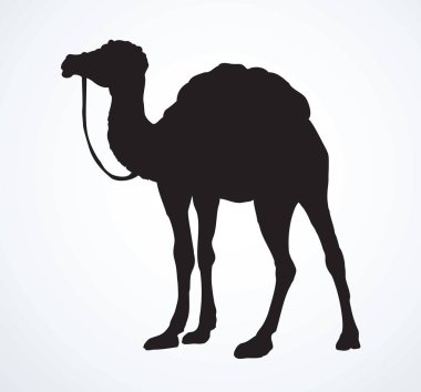 Deve. Vektör çizimi