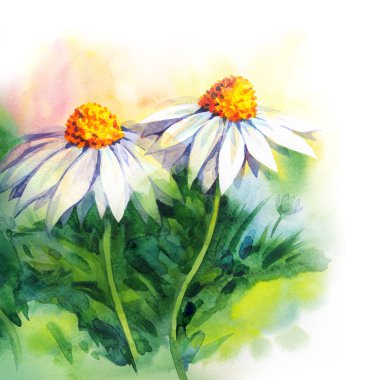 Chamomile sahada. Suluboya boyama