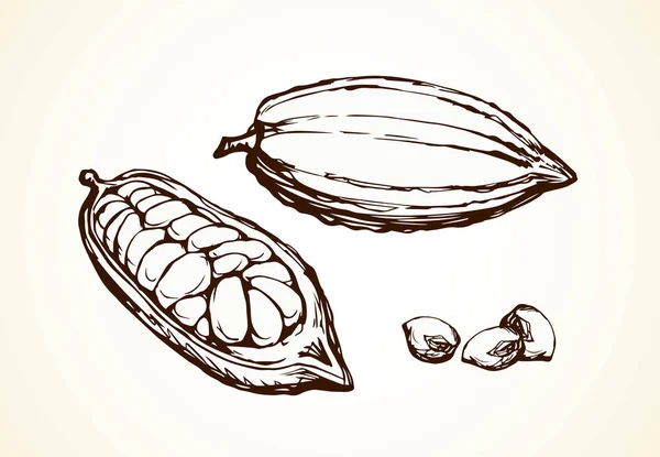 Fruits de cacao. Dessin vectoriel — Image vectorielle