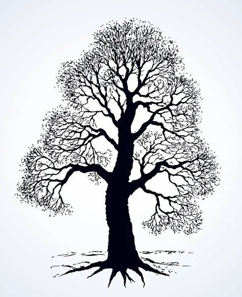 Grand chêne en hiver. Dessin vectoriel — Image vectorielle