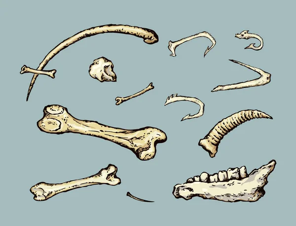 Ossa. Disegno vettoriale — Vettoriale Stock