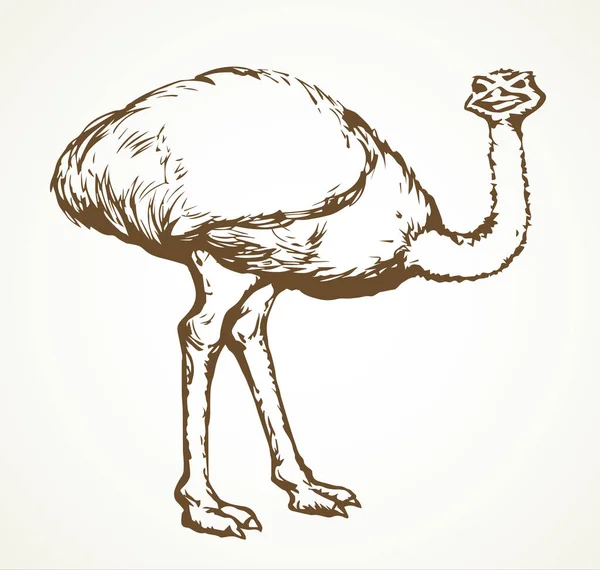 Vai avestruz. Ícone de desenho vetorial —  Vetores de Stock