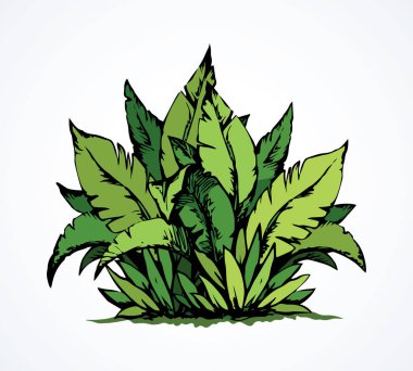 Tropikal bush. Vektör çizim