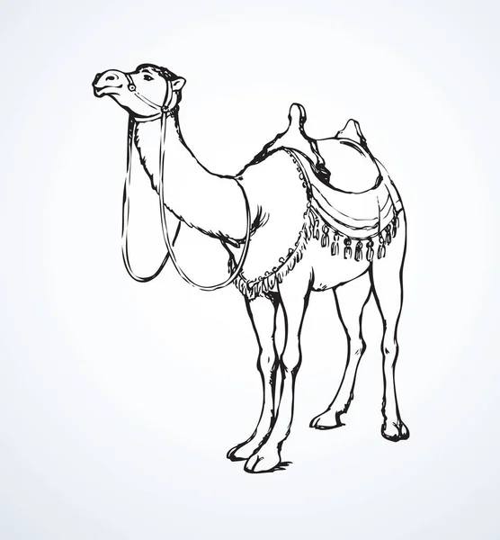 Camel. Vector sketch — Stock Vector