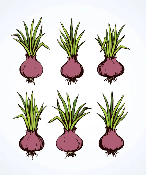 Onion. Vector drawing — Stock Vector