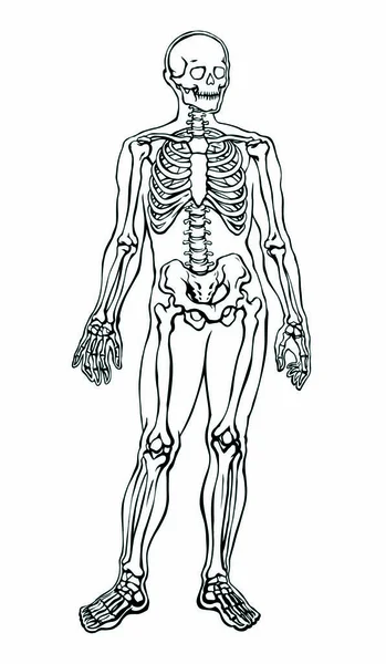 Esqueleto humano. Desenho esquemático vetorial —  Vetores de Stock