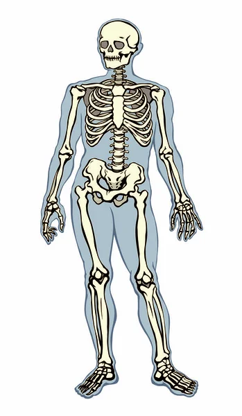 Esqueleto humano. Desenho esquemático vetorial —  Vetores de Stock