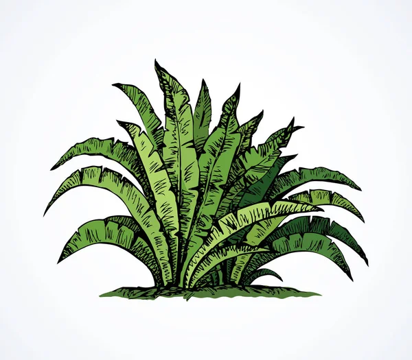 Krzew tropikalnych. Wektor rysunek — Wektor stockowy