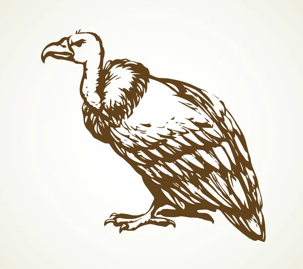 Avvoltoio. Segno icona disegno vettoriale — Vettoriale Stock
