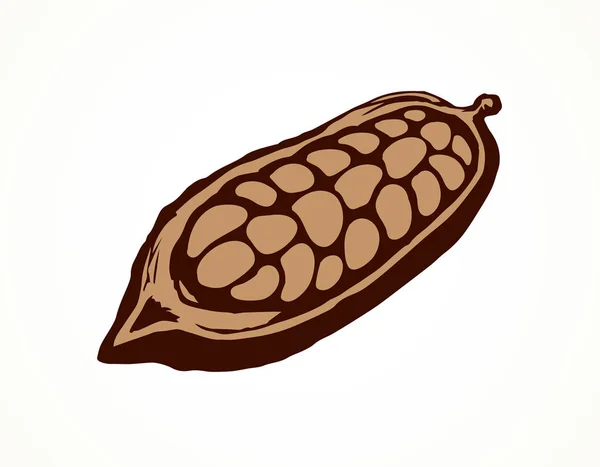 Cacao vruchten. Vector tekening — Stockvector