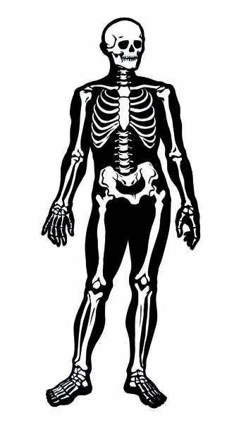 İnsan iskeleti. Vektör şematik çizimi — Stok Vektör