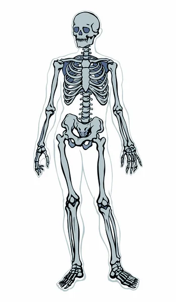 Scheletro umano. Disegno schematico vettoriale — Vettoriale Stock