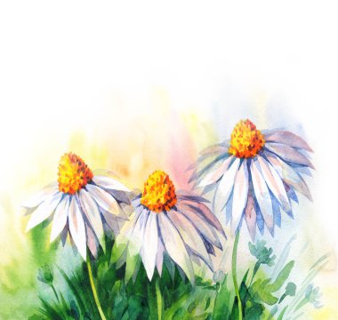 Canlı turuncu gouache renginde stilize edilmiş glade resim arkaplanı resmi. El çizimi suluboya pembe matricaria baş deseni kağıt boşluğunda ışık deseni üzerine yazı için kabataslak. Bitkisel tıbbi çay sembolü