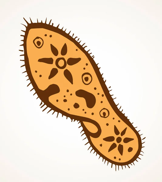 Bentuk Oval Abstrak Membentuk Protista Kecil Amoeba Organel Pellicle Unsur - Stok Vektor