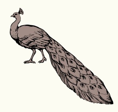 Romantik Asyalı kuşları parkın zemininde duruyor. El yazısıyla siyah mürekkep çizilmiş resim amblemi kağıt metin alanına kazınmış antik baskı kalem. Açık gökyüzü arkaplanını kapat