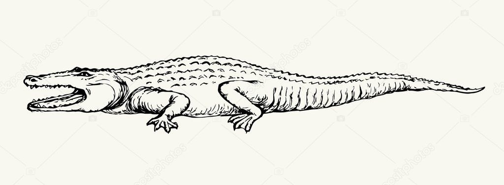 Squamate nile old giant rough scaly green Crocodylia paws on sand text space. Freehand outline dark black ink hand drawn zoo emblem pictogram design. Retro art doodle paper cartoon engrave print style vector Squamate nile old giant rough scaly green Crocodylia paws on sand text space. Freehand outline dark black ink hand drawn zoo emblem pictogram design. Retro art doodle paper cartoon engrave print style vector