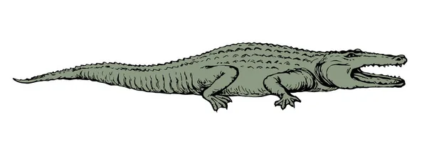 Squamate Nile Viejo Gigante Áspero Verde Escamoso Crocodylia Patas Espacio — Vector de stock