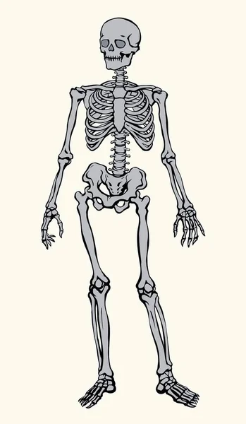 Antyczne Zdrowie Dorosłych Mężczyzn Figura Kręgosłupa Element Fibula Stoją Białej — Wektor stockowy