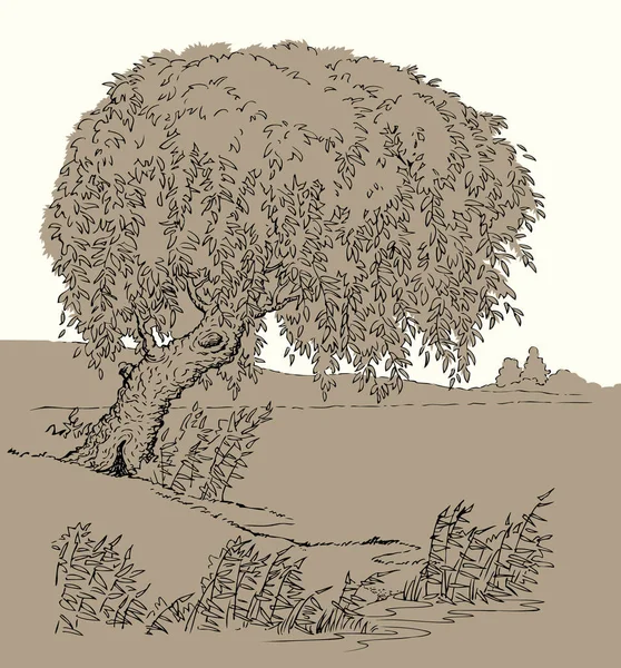 Eskimiş siyah mürekkep kalem el, sükunet ve sükunet dolu sonbahar manzarası eskimiş sanat karalama çizgisi tarzı. Yakın sakin dere kamışı bitkisi arazi manzaralı beyaz gökyüzü metin arkaplanı