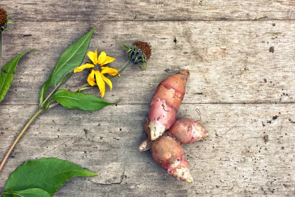 Roots Flower Leaves Fresh Organic Topinambur Jerusalem Artichoke Helianthus Tuberosus — Stok Foto