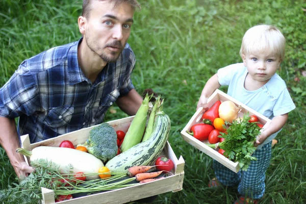 Famille Agriculteurs Père Garde Une Grande Boîte Légumes Son Fils — Photo