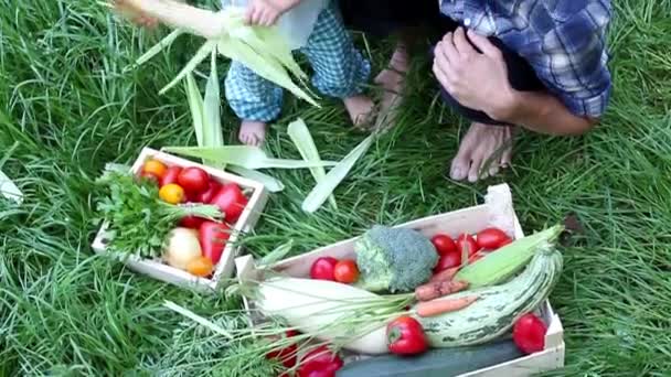 Padre Hijo Cosechan Verduras Familia Campesina Recogiendo Verduras Concepto Cosecha — Vídeos de Stock