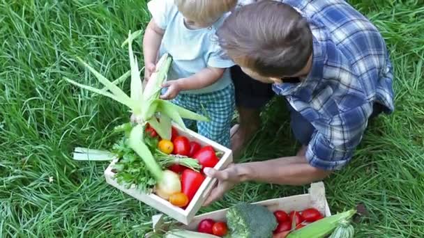 父と息子の木箱で野菜を摘んでします 小さな男の子はトウモロコシをきれいにしようとすると — ストック動画