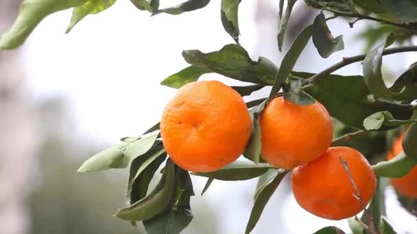 Mano Del Agricultor Escoge Una Jugosa Mandarina Madura Una Rama — Vídeo de stock