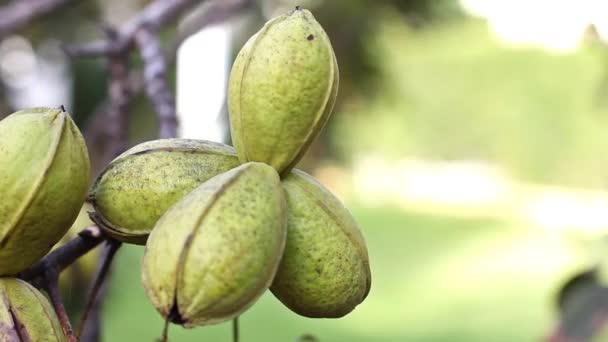 Bacalao Nueces Pacana Maduras Balanceándose Viento Sobre Rama Del Árbol — Vídeos de Stock