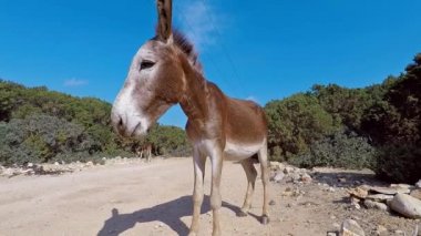 Karpaz Yarımadası'nda, Kuzey Kıbrıs Türk Cumhuriyeti yolda iki dostu yabani eşekler. Geniş açı, yakın çekim.