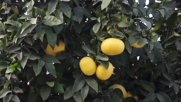 Pomelo Amarillo Maduro Balanceándose Viento Sobre Rama Del Árbol Cerca — Vídeo de stock