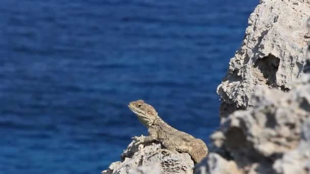 Lizard Stellagama Stellio Cypriaca Basking Sun Rock Mediterranean Sea Runs — Stock Video