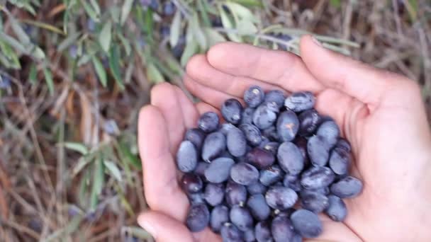 Menschenhände Mit Einer Handvoll Reifer Frischer Oliven Auf Olivenbaumgrund Landwirt — Stockvideo