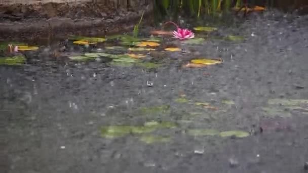 Chuva Forte Jardim Gotas Chuva Lagoa Com Uma Água Florescente — Vídeo de Stock
