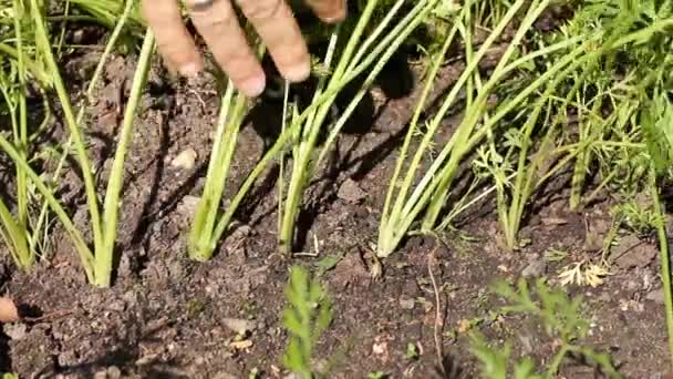 Mão Fazendeiro Puxa Uma Cenoura Para Fora Chão Remendo Vegetal — Vídeo de Stock