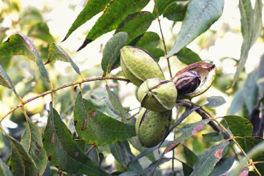 Pod olgun pekan fındık ağacı dalı. Bir kabuk açtı bir