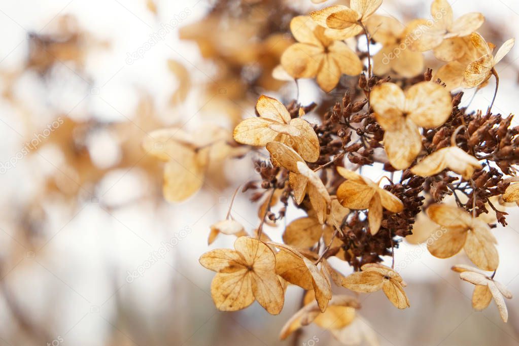 Autumn background with withered hydrangea flowers on a branch. C