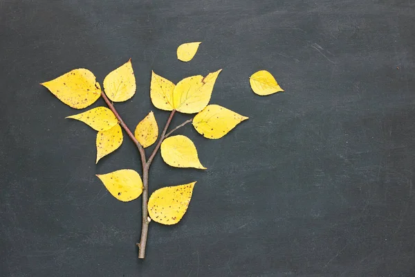 Poplar populus, pohon kapas terbuat dari cabang dan kuning daun jatuh di latar belakang papan tulis. Konsep musim gugur. Berbaringlah. Salin ruang — Stok Foto
