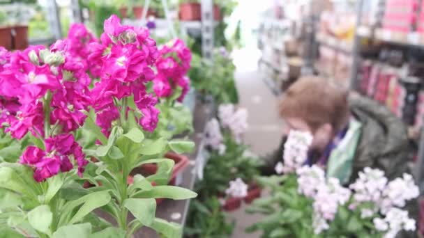 成熟的女园丁从商业植物苗圃的库存中为她的花园选择鲜花 从上面查看 — 图库视频影像