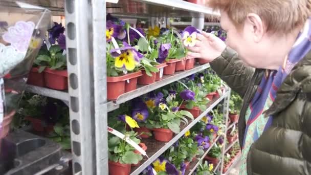 植物の保育園で彼女の庭のために買い物パンジー花の苗と先輩の女性とラックの列 — ストック動画