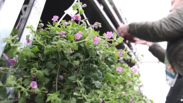 低角度ショット保育園で植物の苗のための成熟した女性の庭師の買い物 — ストック動画