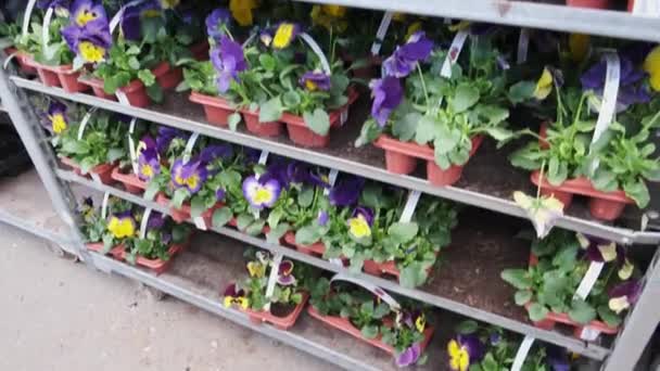Kreş Dükkanında Çiçek Açan Pansy Çiçek Fideleri Ile Rack Aşağıdan — Stok video