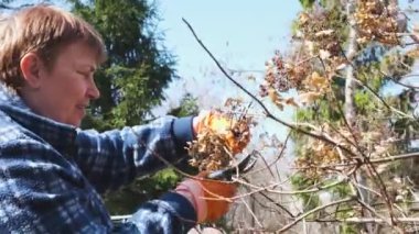 Olgun kadın bahçıvan erken ilkbaharda pruner ile ortanca Bush keser.