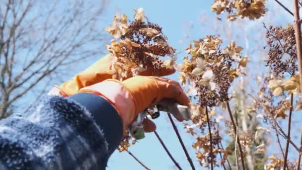 Gardener Handen Oranje Handschoenen Snijdt Hortensia Bush Met Secateur Het — Stockvideo