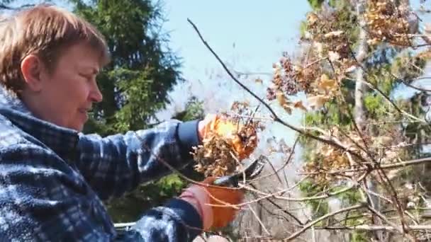 Mujer Madura Jardinero Corta Hortensias Bush Con Podadora Principios Primavera — Vídeos de Stock