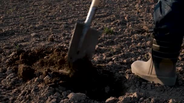 Людина Заповнює Отвір Землі Лопатою Затоплює Його Ногою Багажнику — стокове відео